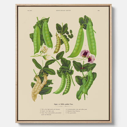 Tavla med canvas med sockerärtor – Plansch med grönsaker, sockerärtposter av Ernst Benary, botanisk tavla, tavla med sockerärtor, skolposter, köksposter, poster till kök