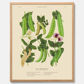 Kökstavla med sockerärtor – Plansch med grönsaker, sockerärtposter av Ernst Benary, botanisk tavla, tavla med sockerärtor, skolposter, köksposter, poster till kök