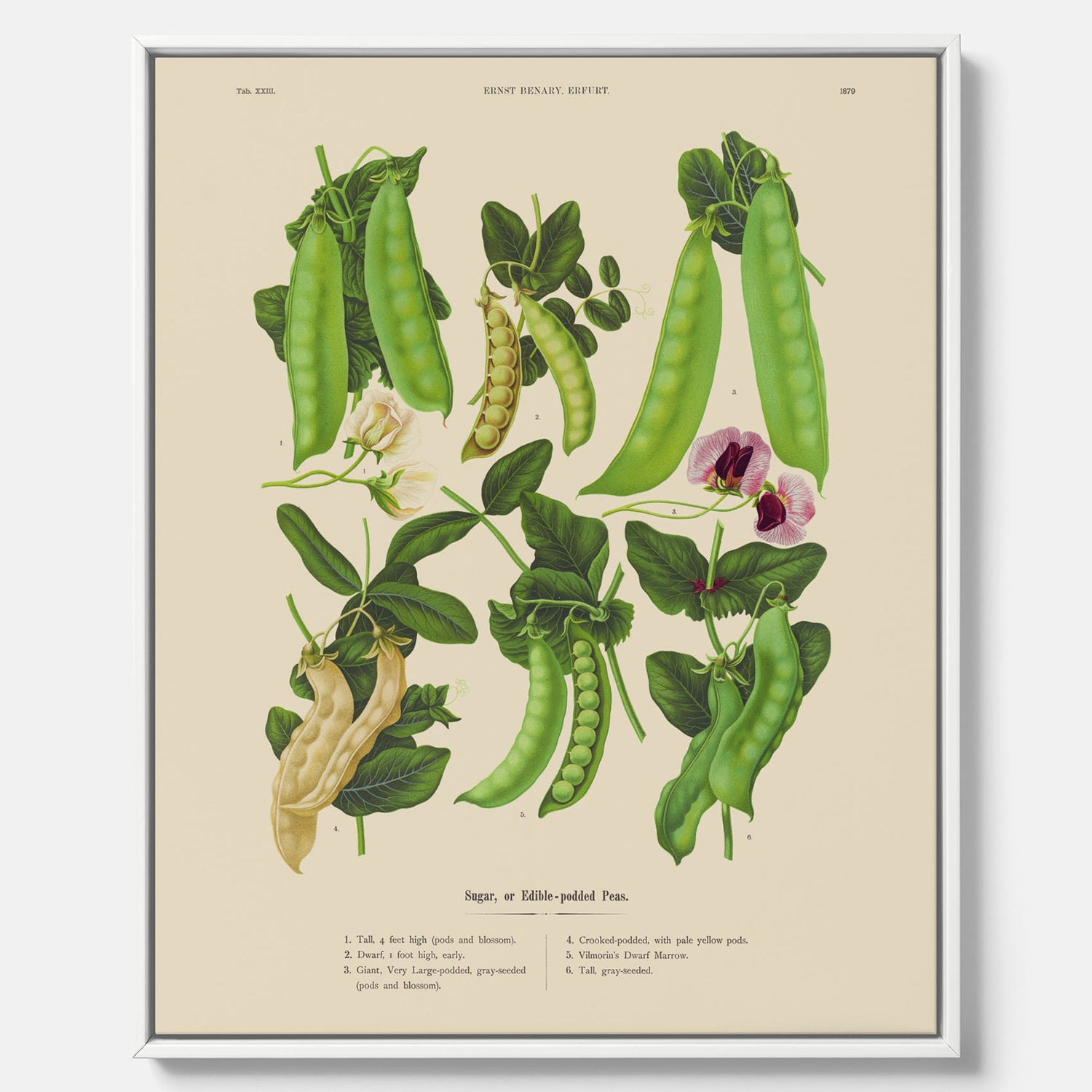 Tavla med canvas med sockerärtor – Plansch med grönsaker, sockerärtposter av Ernst Benary, botanisk tavla, tavla med sockerärtor, skolposter, köksposter, poster till kök