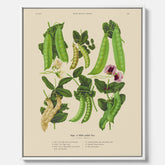 Tavla med canvas med sockerärtor – Plansch med grönsaker, sockerärtposter av Ernst Benary, botanisk tavla, tavla med sockerärtor, skolposter, köksposter, poster till kök