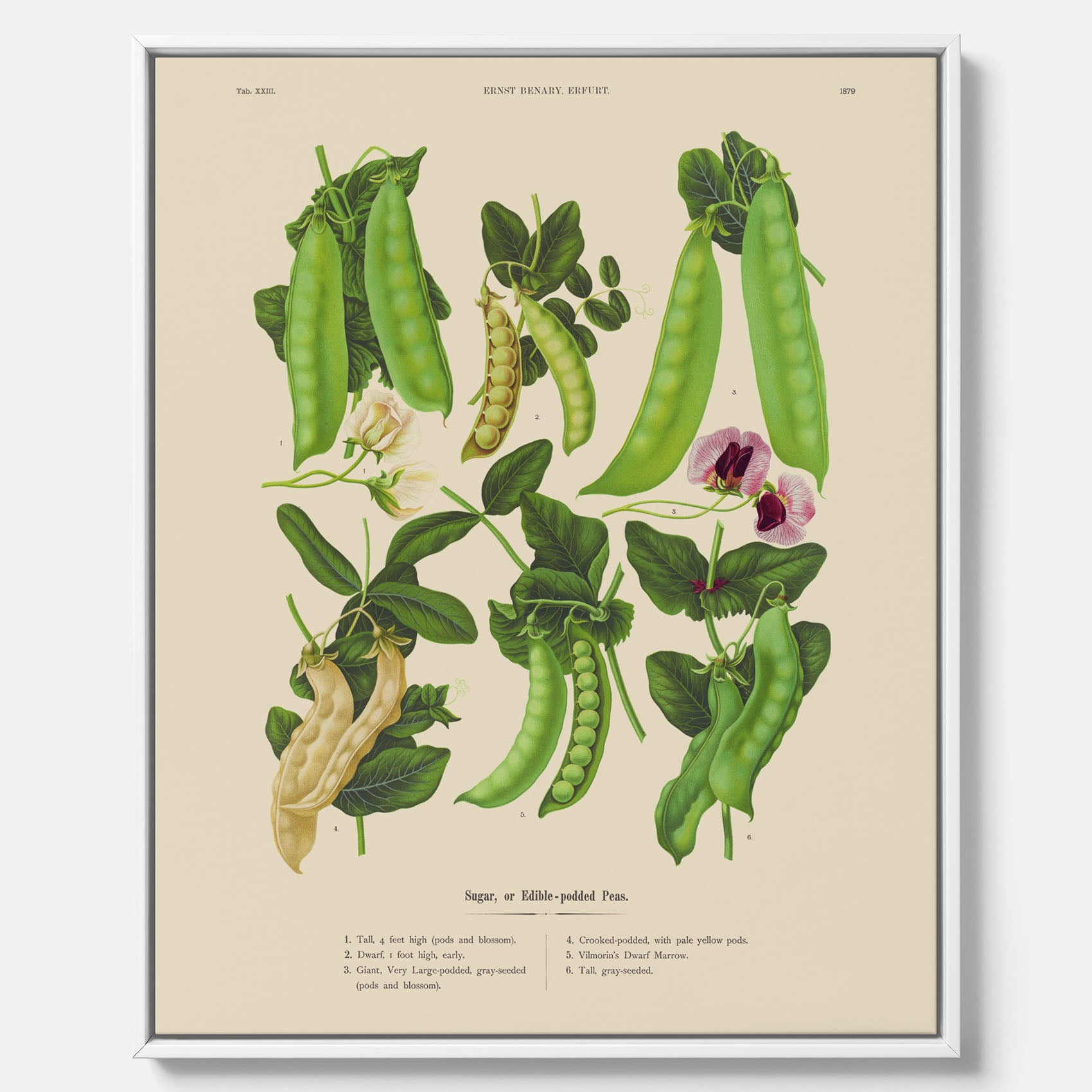 Tavla med canvas med sockerärtor – Plansch med grönsaker, sockerärtposter av Ernst Benary, botanisk tavla, tavla med sockerärtor, skolposter, köksposter, poster till kök