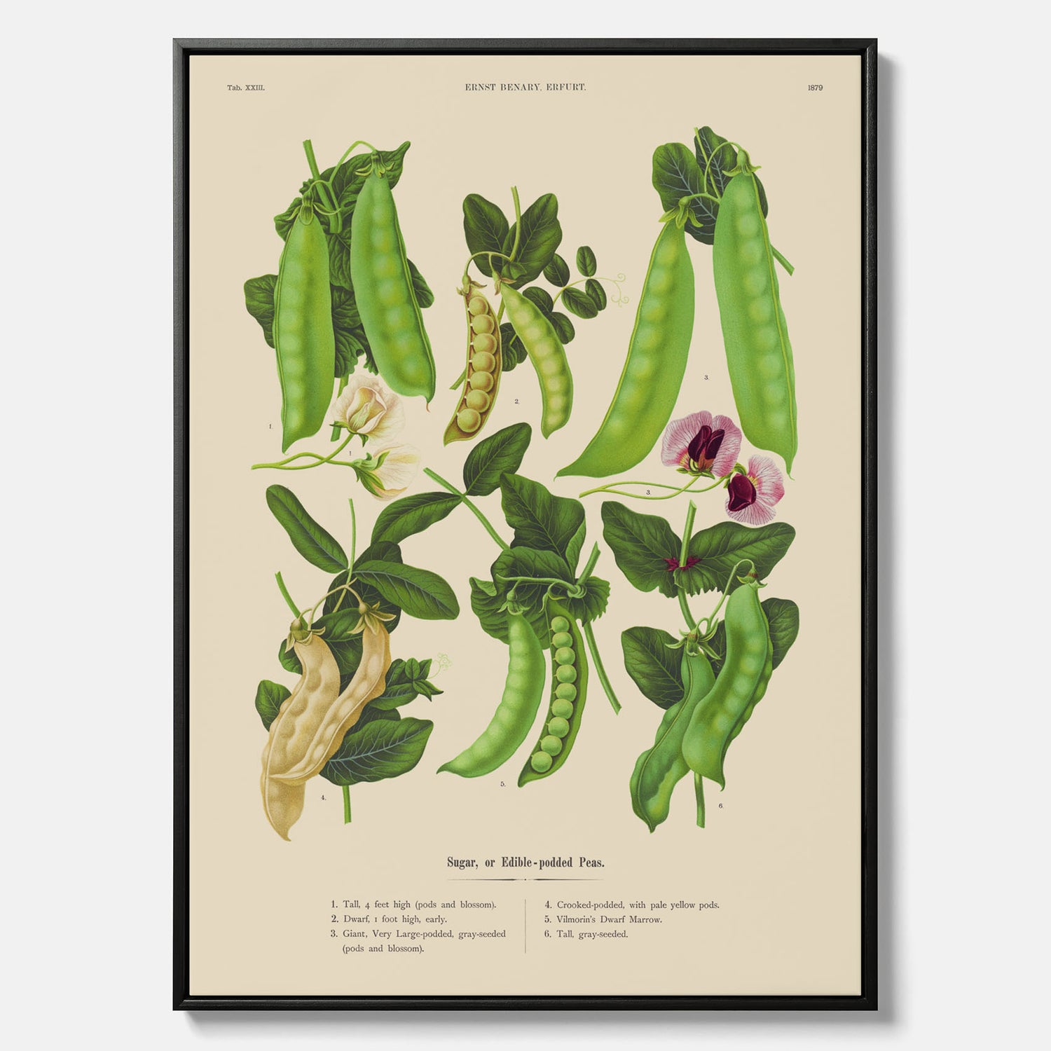 Tavla med canvas med sockerärtor – Plansch med grönsaker, sockerärtposter av Ernst Benary, botanisk tavla, tavla med sockerärtor, skolposter, köksposter, poster till kök