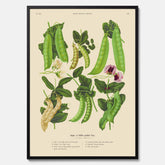Kökstavla med sockerärtor – Plansch med grönsaker, sockerärtposter av Ernst Benary, botanisk tavla, tavla med sockerärtor, skolposter, köksposter, poster till kök