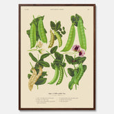 Kökstavla med sockerärtor – Plansch med grönsaker, sockerärtposter av Ernst Benary, botanisk tavla, tavla med sockerärtor, skolposter, köksposter, poster till kök