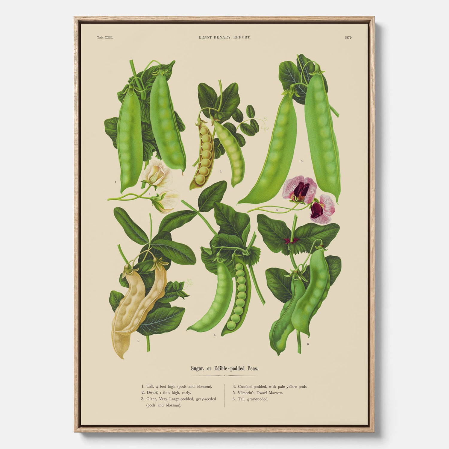 Tavla med canvas med sockerärtor – Plansch med grönsaker, sockerärtposter av Ernst Benary, botanisk tavla, tavla med sockerärtor, skolposter, köksposter, poster till kök