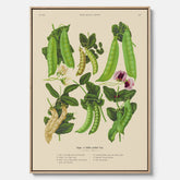 Tavla med canvas med sockerärtor – Plansch med grönsaker, sockerärtposter av Ernst Benary, botanisk tavla, tavla med sockerärtor, skolposter, köksposter, poster till kök