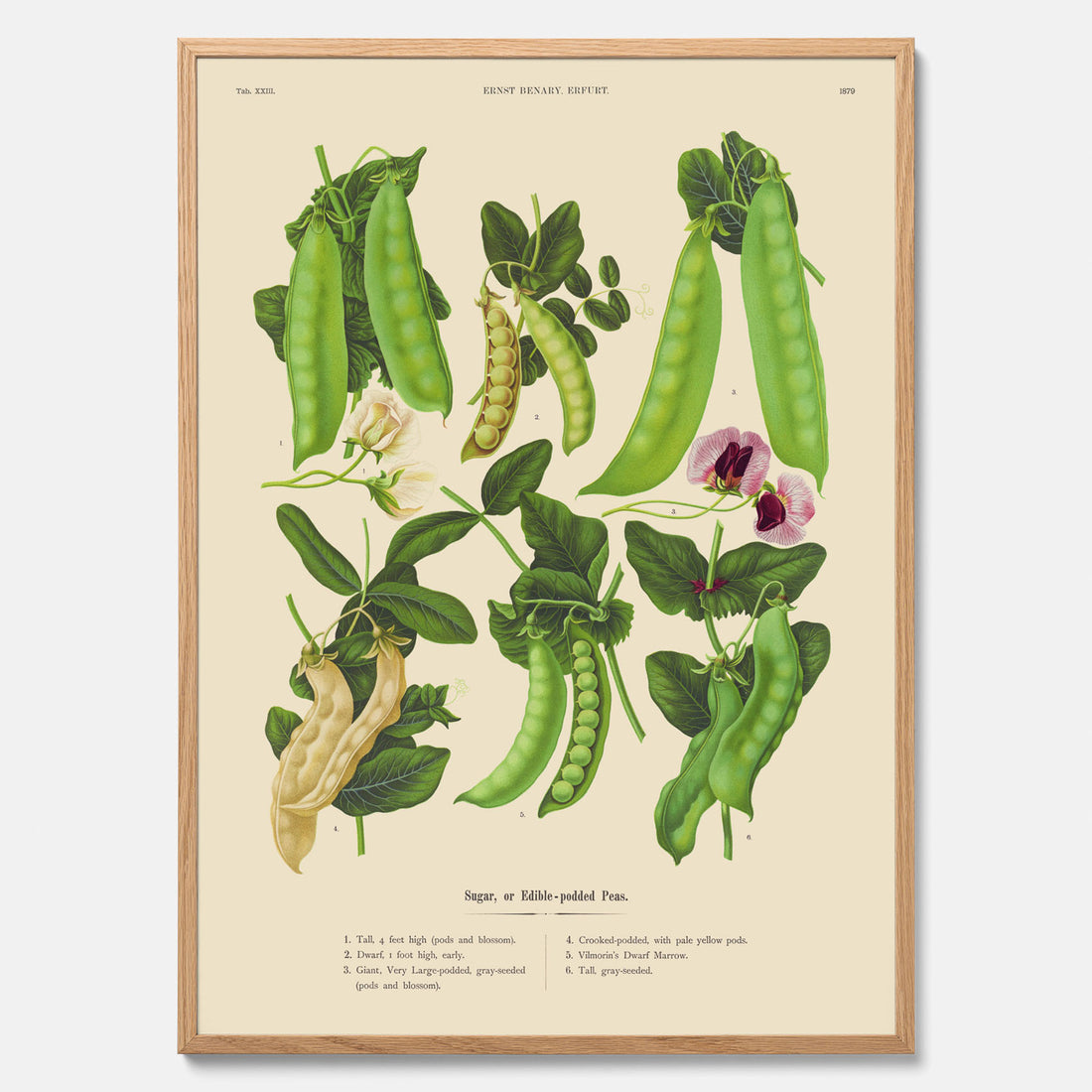 Kökstavla med sockerärtor – Plansch med grönsaker, sockerärtposter av Ernst Benary, botanisk tavla, tavla med sockerärtor, skolposter, köksposter, poster till kök