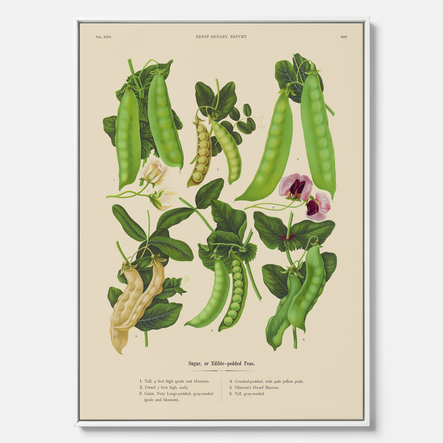 Tavla med canvas med sockerärtor – Plansch med grönsaker, sockerärtposter av Ernst Benary, botanisk tavla, tavla med sockerärtor, skolposter, köksposter, poster till kök