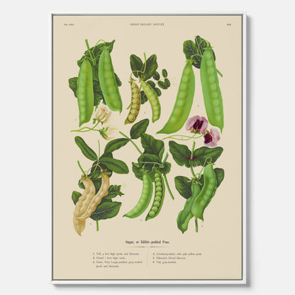 Tavla med canvas med sockerärtor – Plansch med grönsaker, sockerärtposter av Ernst Benary, botanisk tavla, tavla med sockerärtor, skolposter, köksposter, poster till kök