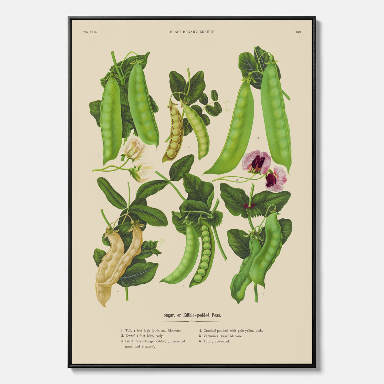 Tavla med canvas med sockerärtor – Plansch med grönsaker, sockerärtposter av Ernst Benary, botanisk tavla, tavla med sockerärtor, skolposter, köksposter, poster till kök