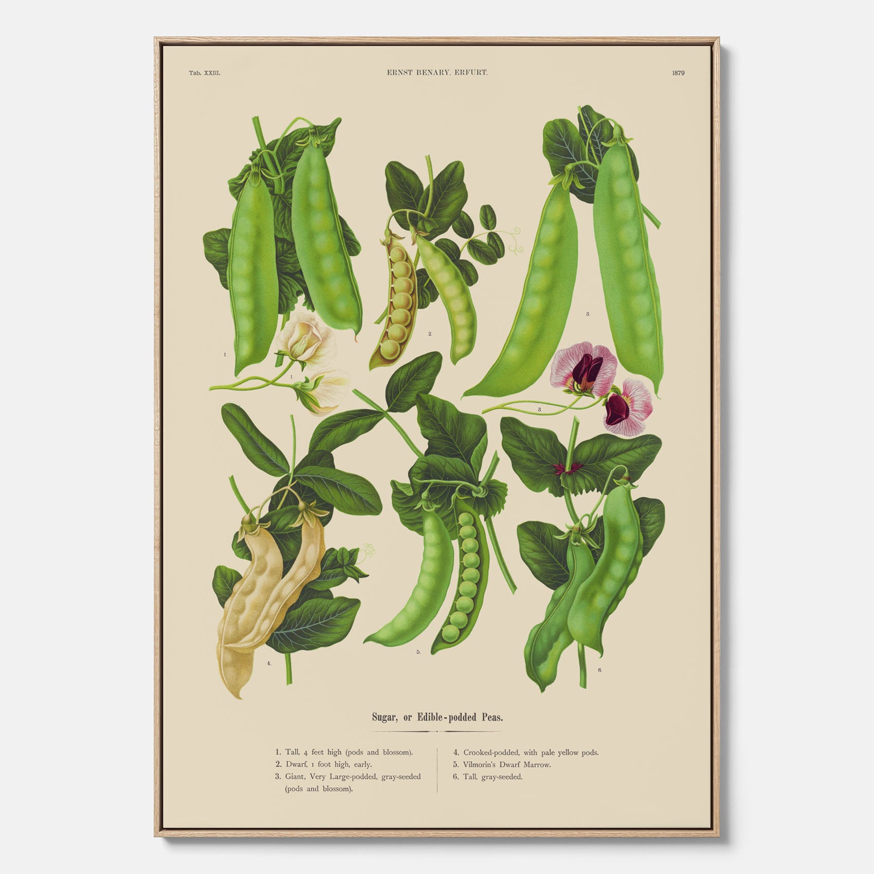 Tavla med canvas med sockerärtor – Plansch med grönsaker, sockerärtposter av Ernst Benary, botanisk tavla, tavla med sockerärtor, skolposter, köksposter, poster till kök