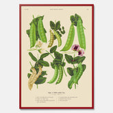 Kökstavla med sockerärtor – Plansch med grönsaker, sockerärtposter av Ernst Benary, botanisk tavla, tavla med sockerärtor, skolposter, köksposter, poster till kök