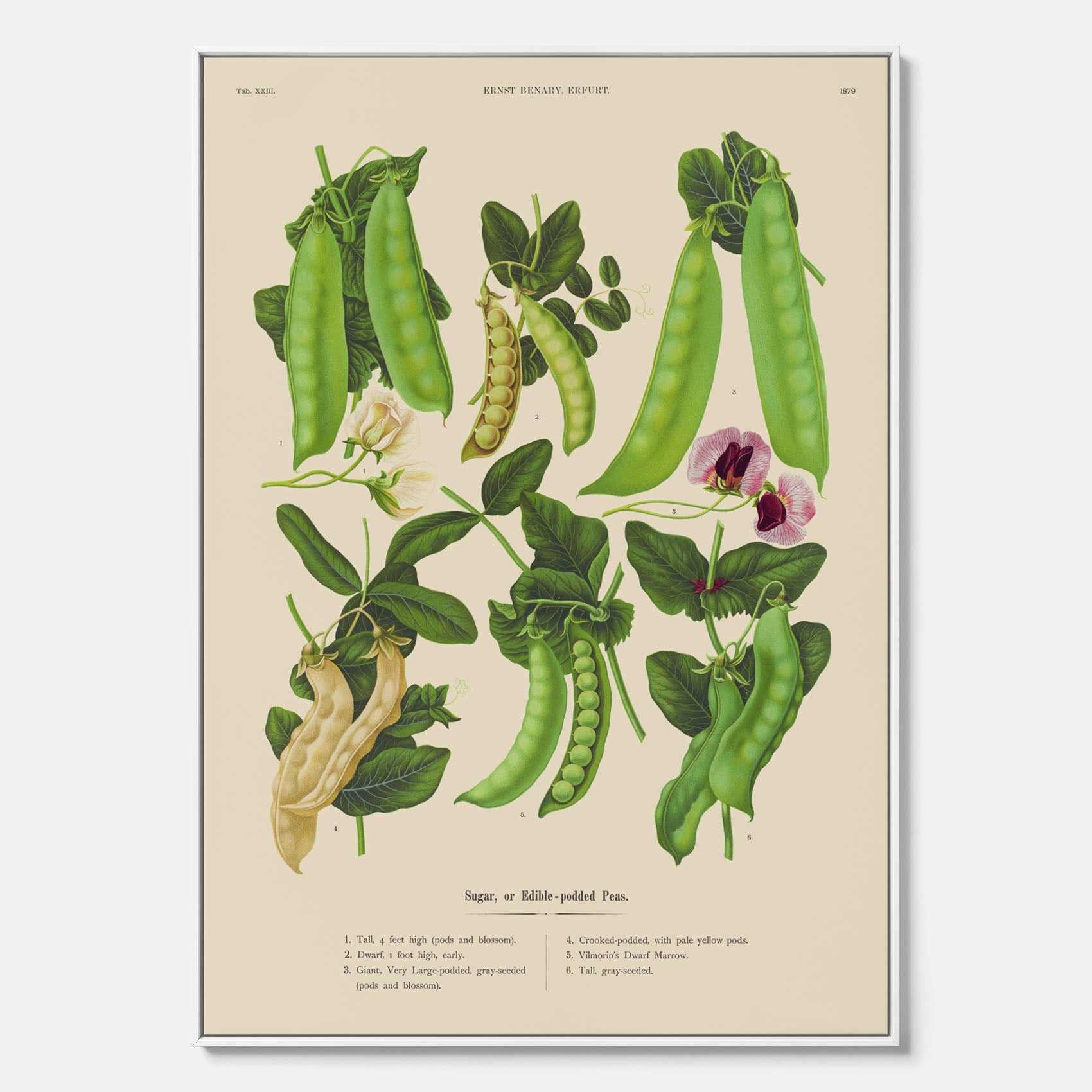 Tavla med canvas med sockerärtor – Plansch med grönsaker, sockerärtposter av Ernst Benary, botanisk tavla, tavla med sockerärtor, skolposter, köksposter, poster till kök