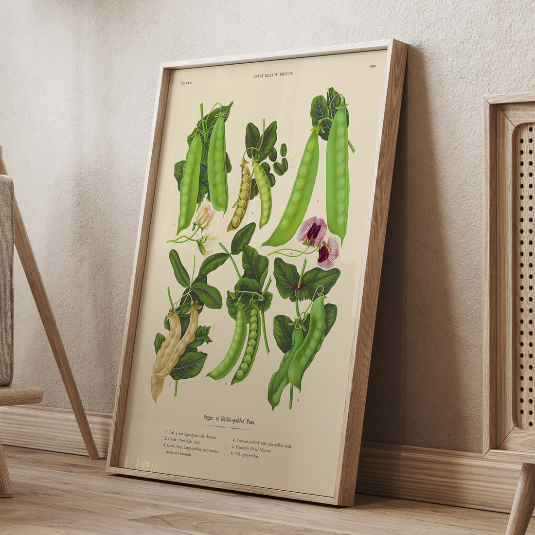 Kökstavla med sockerärtor – Plansch med grönsaker, sockerärtposter av Ernst Benary, botanisk tavla, tavla med sockerärtor, skolposter, köksposter, poster till kök