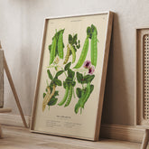 Kökstavla med sockerärtor – Plansch med grönsaker, sockerärtposter av Ernst Benary, botanisk tavla, tavla med sockerärtor, skolposter, köksposter, poster till kök