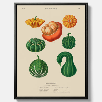 Kökstavla med pumpor poster – Canvastavla med prydnadspumpor, pumpaposter av Ernst Benary, pumpor-tavla, tavla med pumpor, skolposter, köksposter, poster till kök
