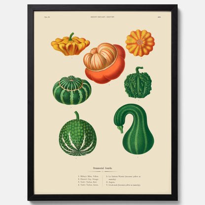Kökstavla med pumpor poster – Plansch med prydnadspumpor, pumpaposter av Ernst Benary, pumpor-tavla, tavla med pumpor, skolposter, köksposter, poster till kök