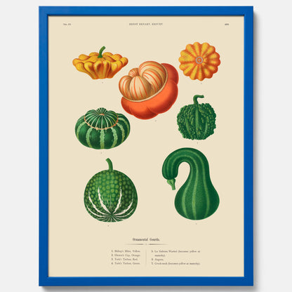 Kökstavla med pumpor poster – Plansch med prydnadspumpor, pumpaposter av Ernst Benary, pumpor-tavla, tavla med pumpor, skolposter, köksposter, poster till kök