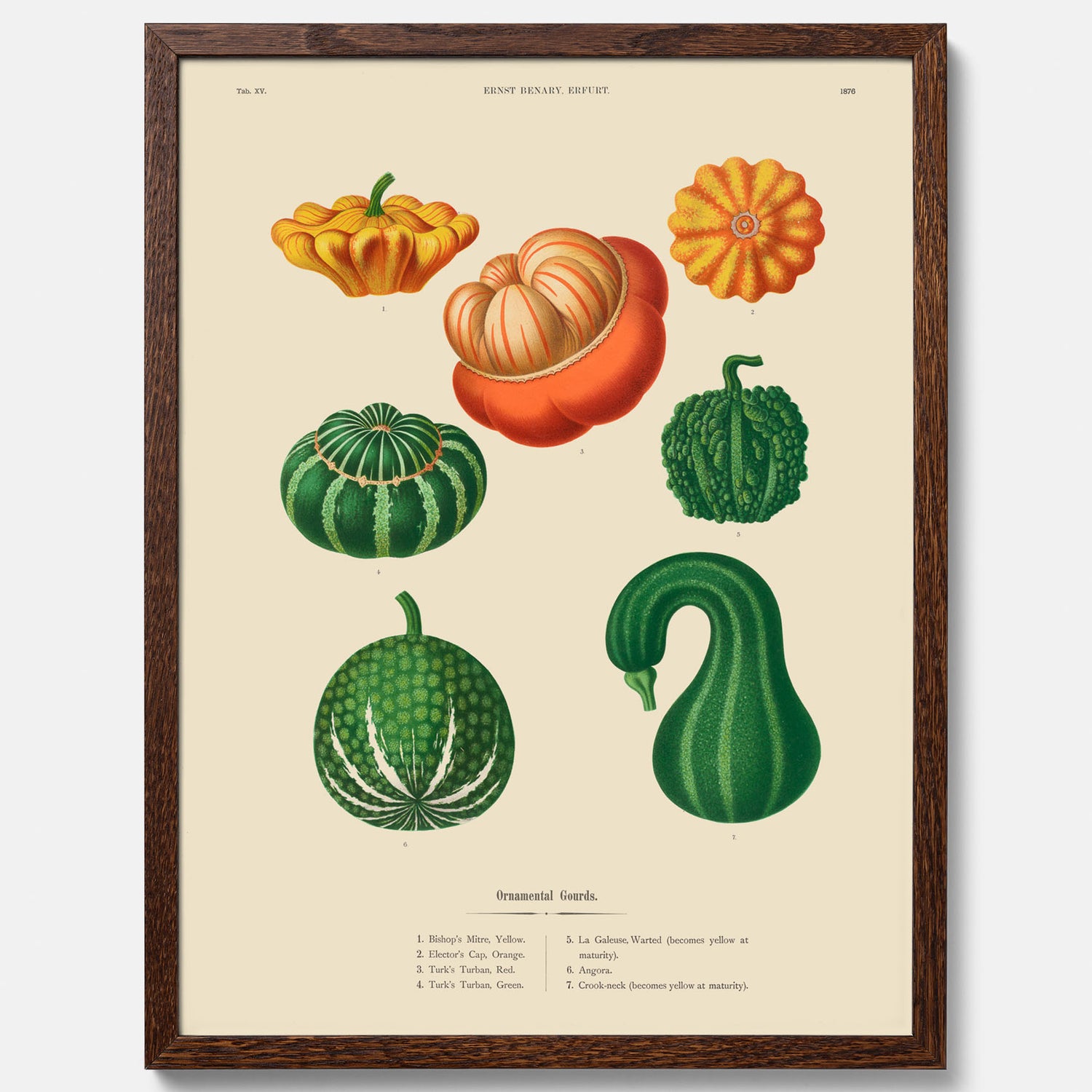 Kökstavla med pumpor poster – Plansch med prydnadspumpor, pumpaposter av Ernst Benary, pumpor-tavla, tavla med pumpor, skolposter, köksposter, poster till kök