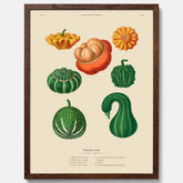 Kökstavla med pumpor poster – Plansch med prydnadspumpor, pumpaposter av Ernst Benary, pumpor-tavla, tavla med pumpor, skolposter, köksposter, poster till kök