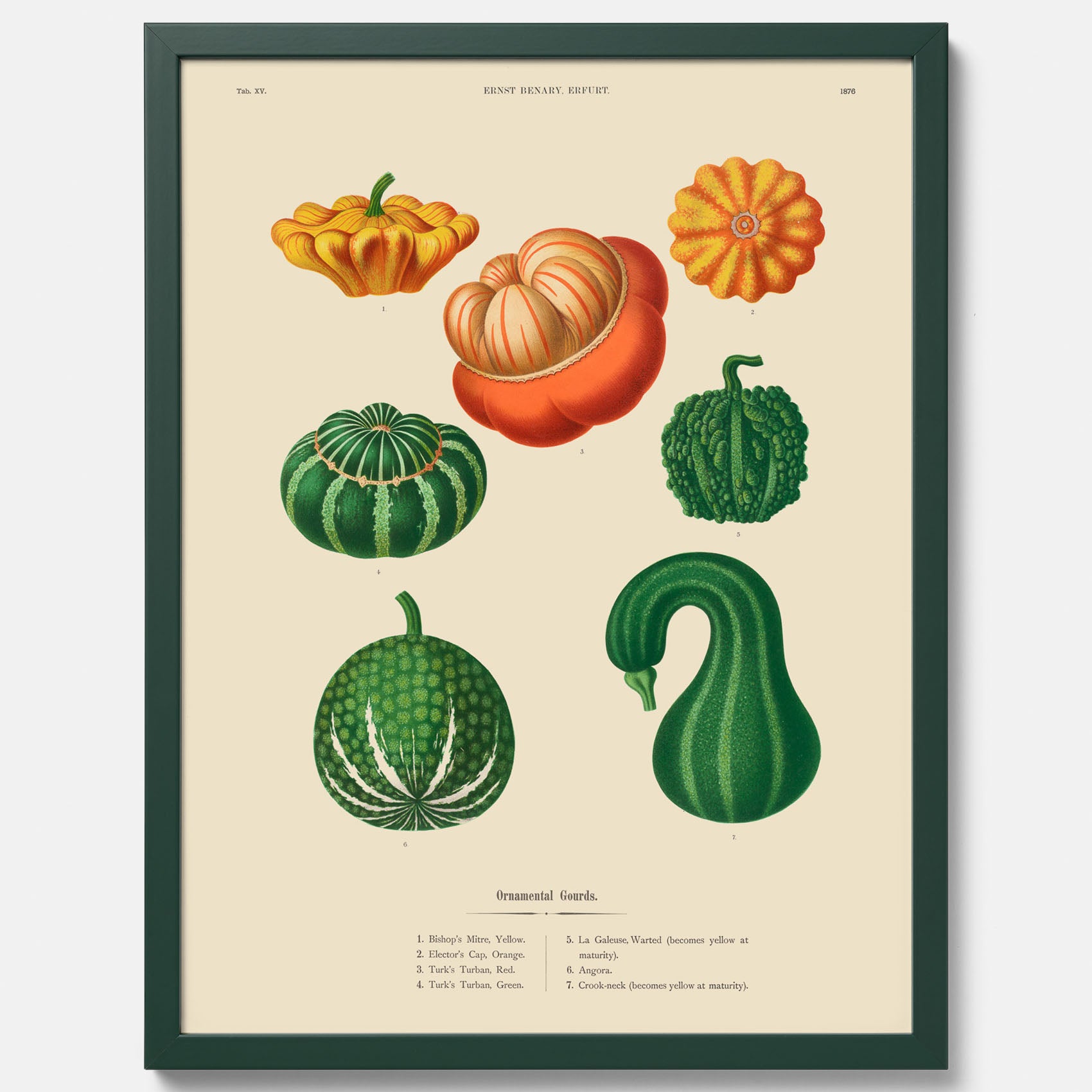 Kökstavla med pumpor poster – Plansch med prydnadspumpor, pumpaposter av Ernst Benary, pumpor-tavla, tavla med pumpor, skolposter, köksposter, poster till kök