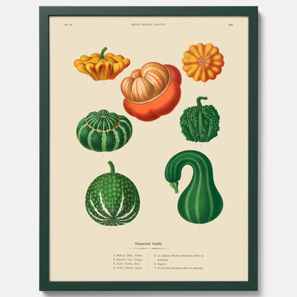 Kökstavla med pumpor poster – Plansch med prydnadspumpor, pumpaposter av Ernst Benary, pumpor-tavla, tavla med pumpor, skolposter, köksposter, poster till kök