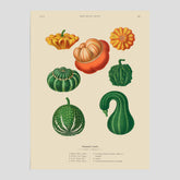 Kökstavla med pumpor poster – Plansch med prydnadspumpor, pumpaposter av Ernst Benary, pumpor-tavla, tavla med pumpor, skolposter, köksposter, poster till kök