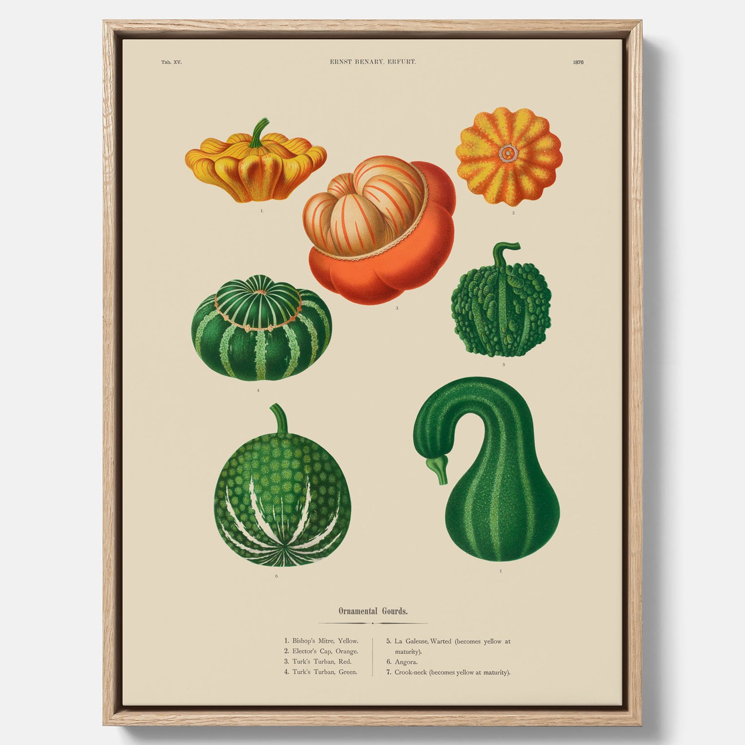 Kökstavla med pumpor poster – Canvastavla med prydnadspumpor, pumpaposter av Ernst Benary, pumpor-tavla, tavla med pumpor, skolposter, köksposter, poster till kök