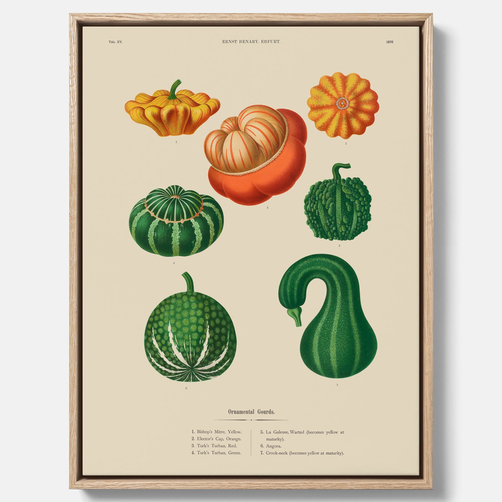 Kökstavla med pumpor poster – Canvastavla med prydnadspumpor, pumpaposter av Ernst Benary, pumpor-tavla, tavla med pumpor, skolposter, köksposter, poster till kök