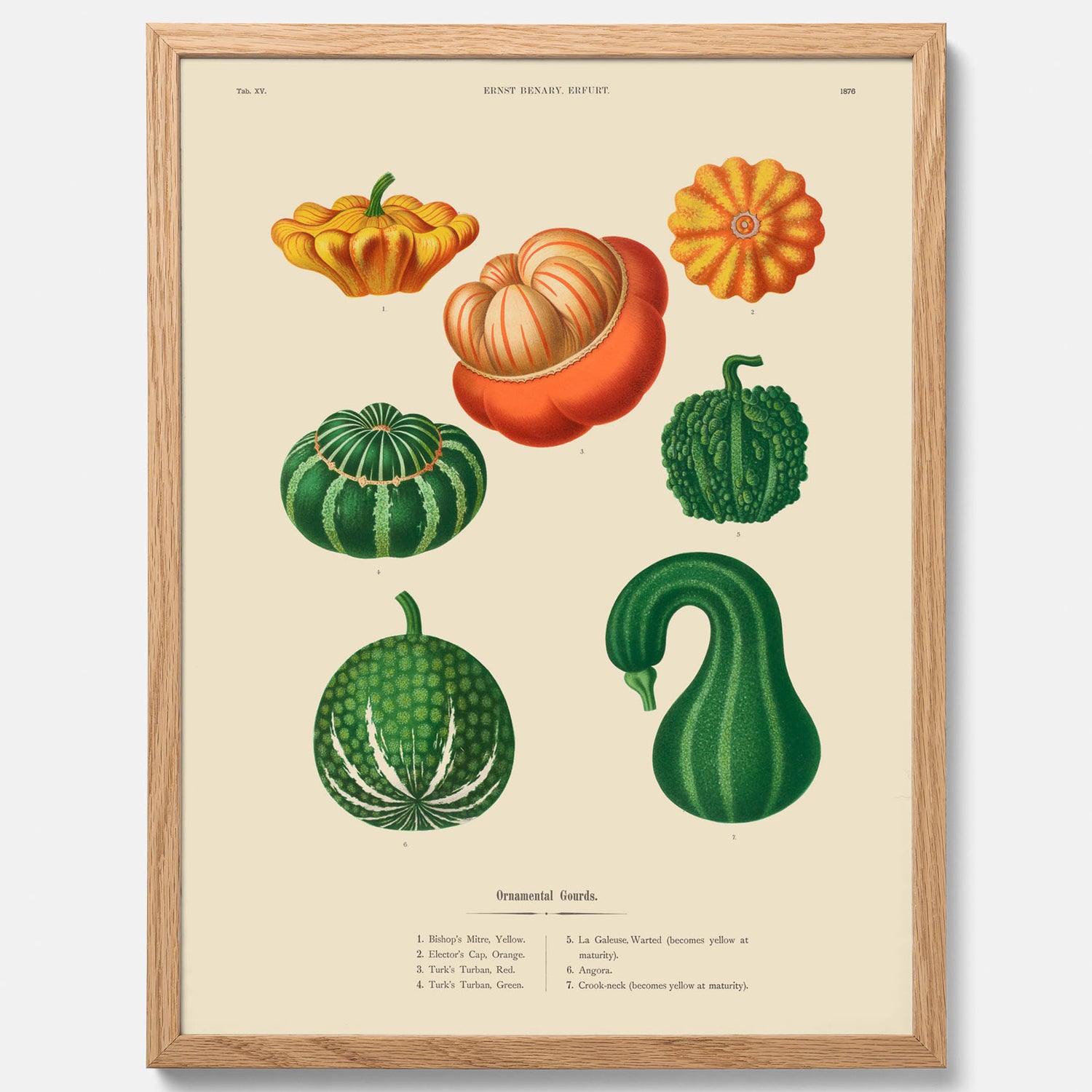 Kökstavla med pumpor poster – Plansch med prydnadspumpor, pumpaposter av Ernst Benary, pumpor-tavla, tavla med pumpor, skolposter, köksposter, poster till kök