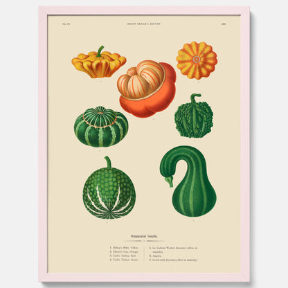 Kökstavla med pumpor poster – Plansch med prydnadspumpor, pumpaposter av Ernst Benary, pumpor-tavla, tavla med pumpor, skolposter, köksposter, poster till kök