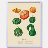 Kökstavla med pumpor poster – Plansch med prydnadspumpor, pumpaposter av Ernst Benary, pumpor-tavla, tavla med pumpor, skolposter, köksposter, poster till kök