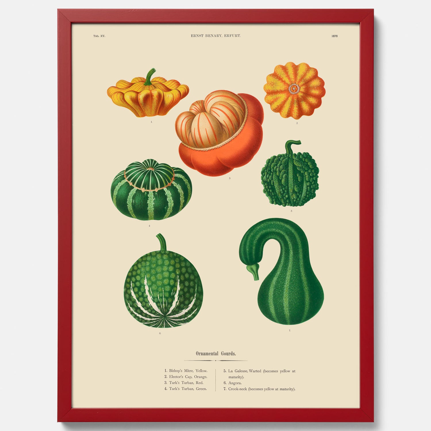 Kökstavla med pumpor poster – Plansch med prydnadspumpor, pumpaposter av Ernst Benary, pumpor-tavla, tavla med pumpor, skolposter, köksposter, poster till kök