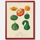 Kökstavla med pumpor poster – Plansch med prydnadspumpor, pumpaposter av Ernst Benary, pumpor-tavla, tavla med pumpor, skolposter, köksposter, poster till kök