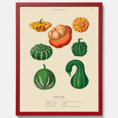 Kökstavla med pumpor poster – Plansch med prydnadspumpor, pumpaposter av Ernst Benary, pumpor-tavla, tavla med pumpor, skolposter, köksposter, poster till kök