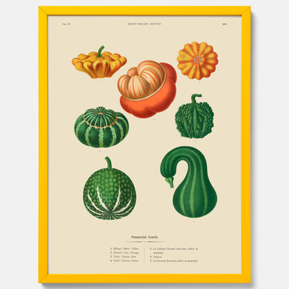 Kökstavla med pumpor poster – Plansch med prydnadspumpor, pumpaposter av Ernst Benary, pumpor-tavla, tavla med pumpor, skolposter, köksposter, poster till kök