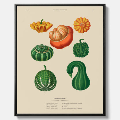 Kökstavla med pumpor poster – Canvastavla med prydnadspumpor, pumpaposter av Ernst Benary, pumpor-tavla, tavla med pumpor, skolposter, köksposter, poster till kök