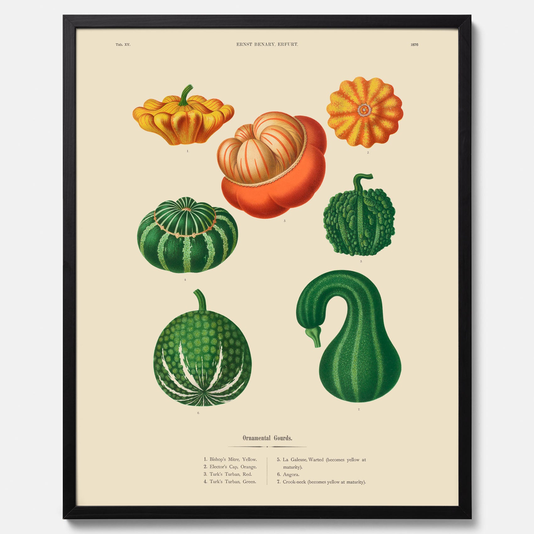 Kökstavla med pumpor poster – Plansch med prydnadspumpor, pumpaposter av Ernst Benary, pumpor-tavla, tavla med pumpor, skolposter, köksposter, poster till kök
