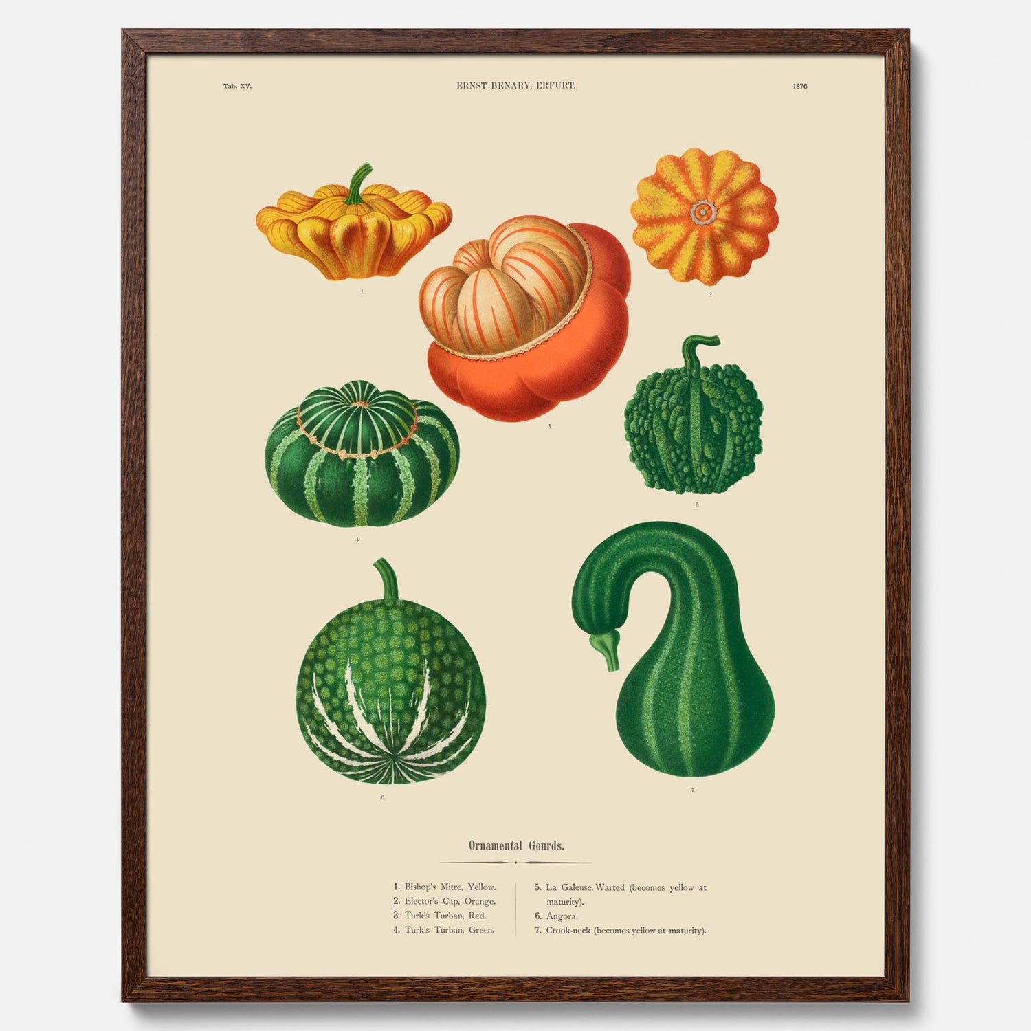 Kökstavla med pumpor poster – Plansch med prydnadspumpor, pumpaposter av Ernst Benary, pumpor-tavla, tavla med pumpor, skolposter, köksposter, poster till kök