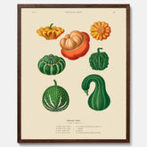 Kökstavla med pumpor poster – Plansch med prydnadspumpor, pumpaposter av Ernst Benary, pumpor-tavla, tavla med pumpor, skolposter, köksposter, poster till kök
