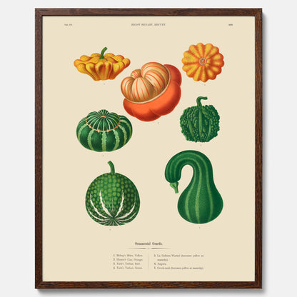 Kökstavla med pumpor poster – Plansch med prydnadspumpor, pumpaposter av Ernst Benary, pumpor-tavla, tavla med pumpor, skolposter, köksposter, poster till kök