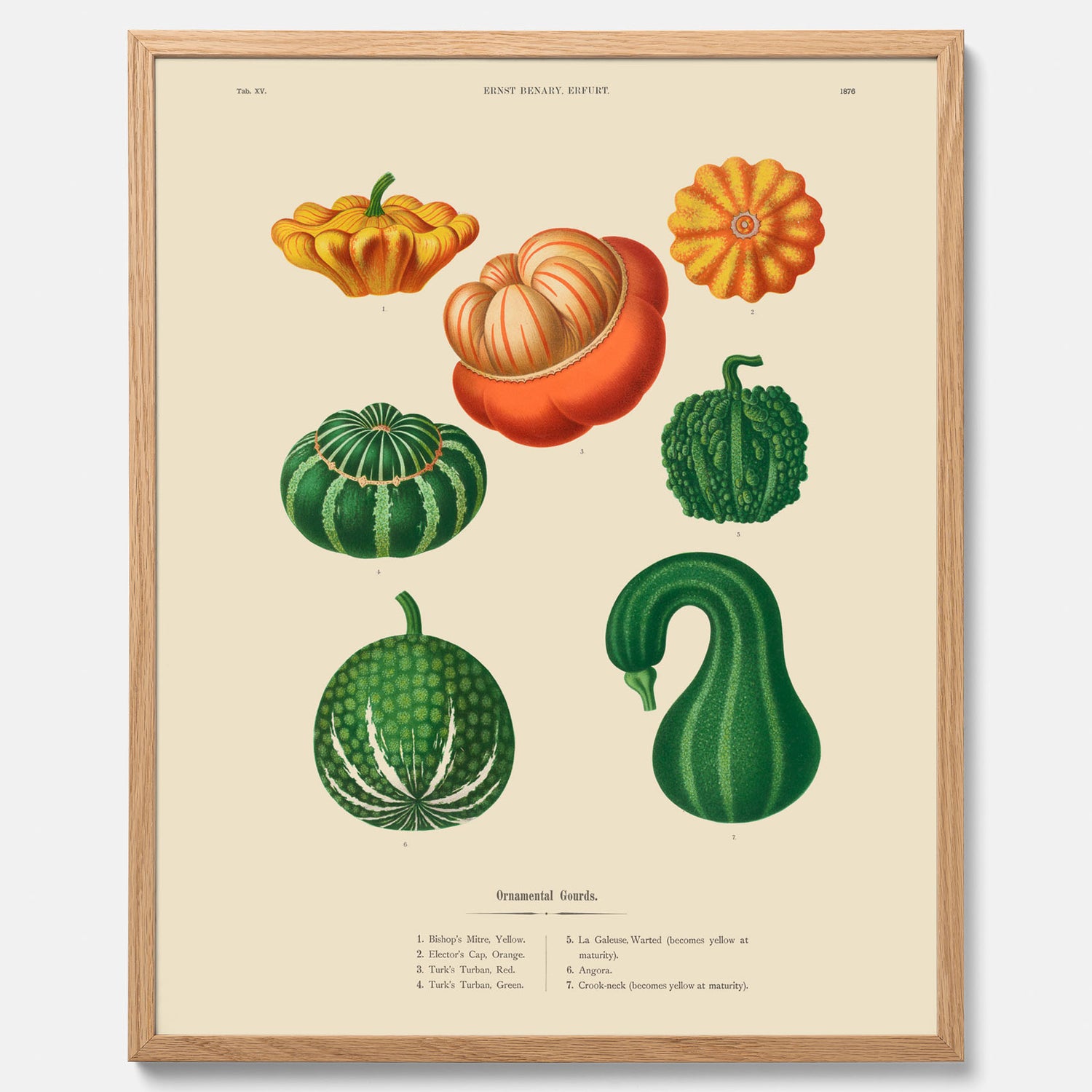 Kökstavla med pumpor poster – Plansch med prydnadspumpor, pumpaposter av Ernst Benary, pumpor-tavla, tavla med pumpor, skolposter, köksposter, poster till kök