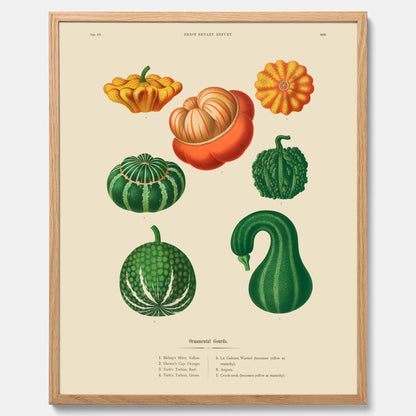Kökstavla med pumpor poster – Plansch med prydnadspumpor, pumpaposter av Ernst Benary, pumpor-tavla, tavla med pumpor, skolposter, köksposter, poster till kök