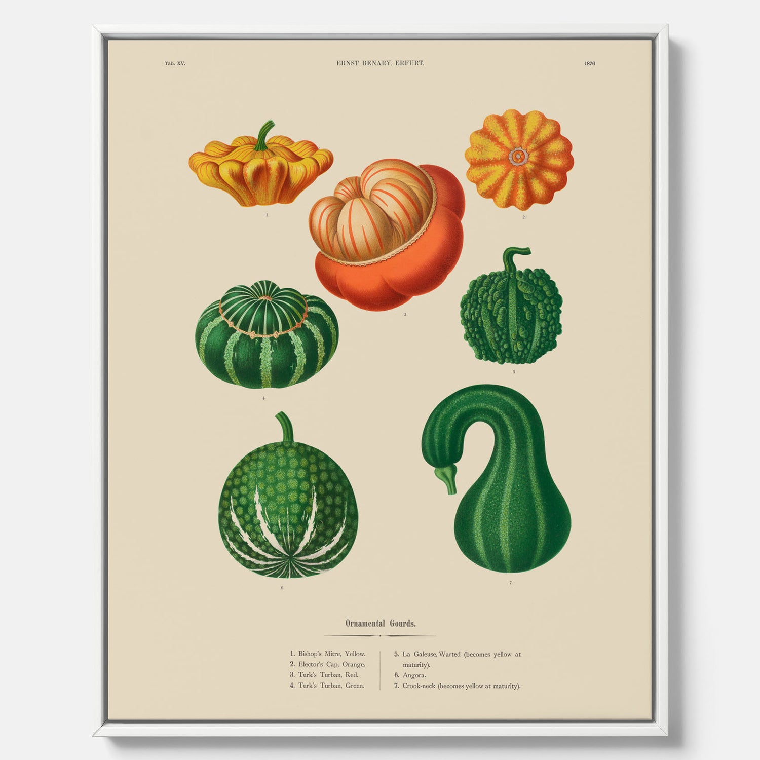 Kökstavla med pumpor poster – Canvastavla med prydnadspumpor, pumpaposter av Ernst Benary, pumpor-tavla, tavla med pumpor, skolposter, köksposter, poster till kök