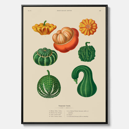 Kökstavla med pumpor poster – Canvastavla med prydnadspumpor, pumpaposter av Ernst Benary, pumpor-tavla, tavla med pumpor, skolposter, köksposter, poster till kök