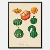 Kökstavla med pumpor poster – Plansch med prydnadspumpor, pumpaposter av Ernst Benary, pumpor-tavla, tavla med pumpor, skolposter, köksposter, poster till kök