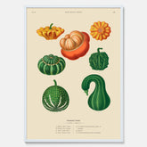 Kökstavla med pumpor poster – Plansch med prydnadspumpor, pumpaposter av Ernst Benary, pumpor-tavla, tavla med pumpor, skolposter, köksposter, poster till kök