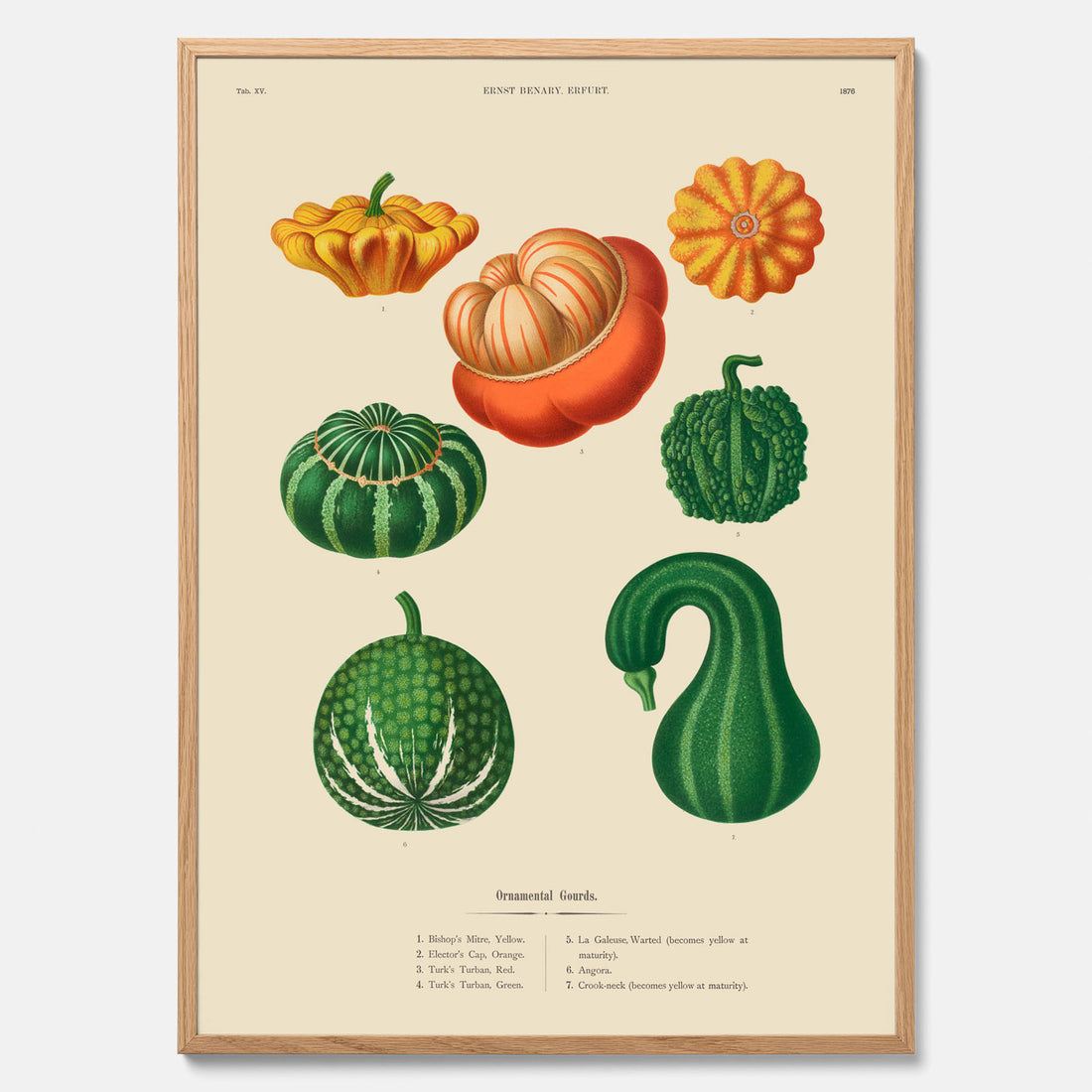 Kökstavla med pumpor poster – Plansch med prydnadspumpor, pumpaposter av Ernst Benary, pumpor-tavla, tavla med pumpor, skolposter, köksposter, poster till kök