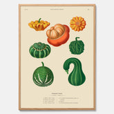 Kökstavla med pumpor poster – Plansch med prydnadspumpor, pumpaposter av Ernst Benary, pumpor-tavla, tavla med pumpor, skolposter, köksposter, poster till kök