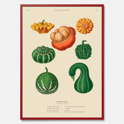 Kökstavla med pumpor poster – Plansch med prydnadspumpor, pumpaposter av Ernst Benary, pumpor-tavla, tavla med pumpor, skolposter, köksposter, poster till kök